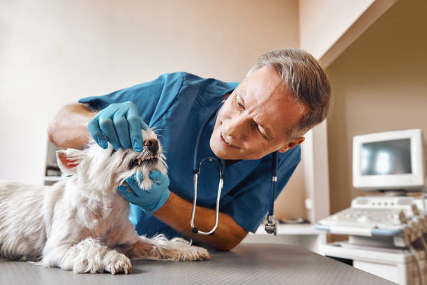 Best Emergency Tooth Extraction in Harrisonburg, VA